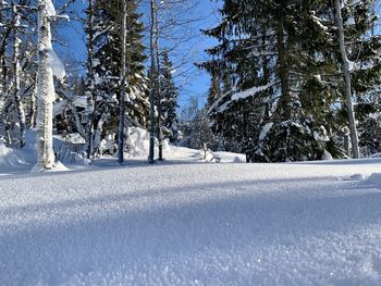 Snow covered pine trees in forest