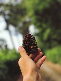 Close-up of hand holding pine cone