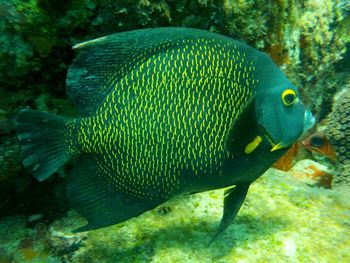 Close-up of fish swimming in sea