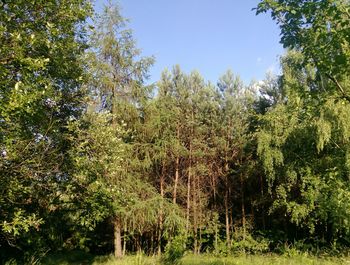 Plants and trees in forest against sky