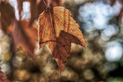 Close-up of dry maple leaves on tree