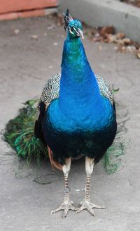 Close-up of peacock