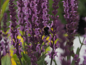 Close-up of bee pollinating on lavender