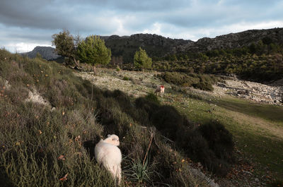 View of a sheep on field