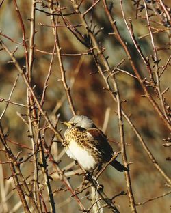 Close-up of bird perching on branch