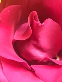 Close-up of pink rose