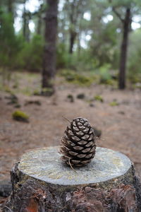 Close-up of pine cone on field