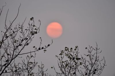 Low angle view of tree against sky during sunset