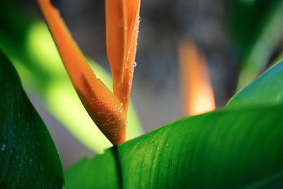 Close-up of wet plant