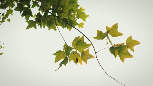 Close-up of leaves on branch against sky