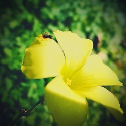 Close-up of insect on yellow flower