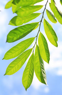 Low angle view of leaves against sky