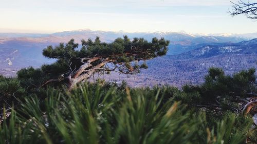 Plants growing on land against sky