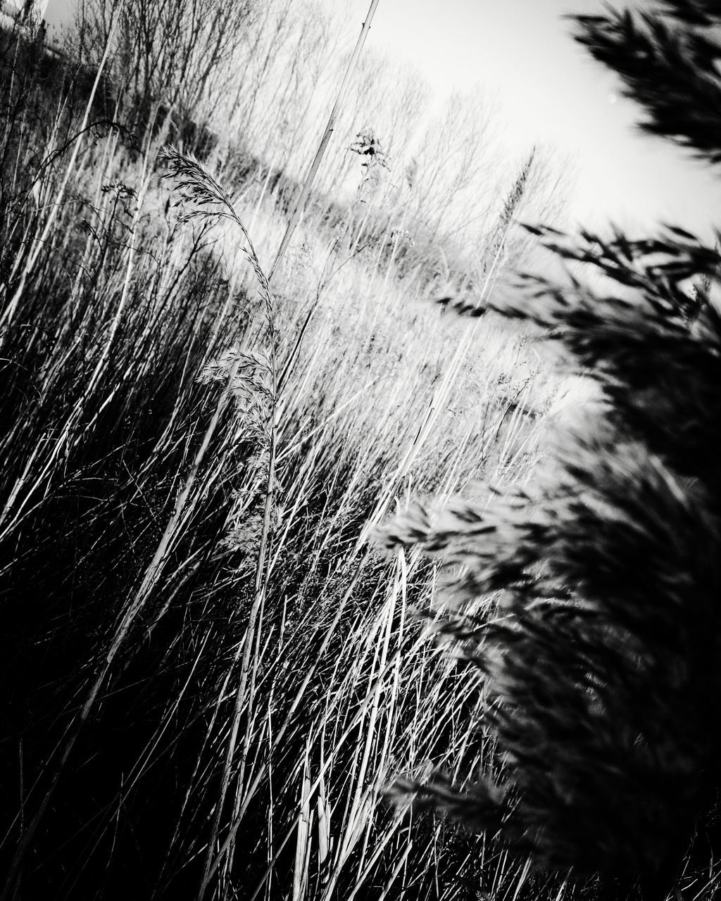 plant, no people, day, nature, growth, close-up, selective focus, full frame, tree, outdoors, textured, land, grass, backgrounds, tranquility, sunlight, beauty in nature, high angle view, hair