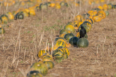 Plants growing on field