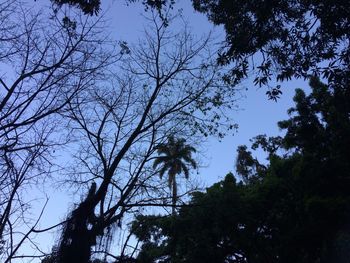 Low angle view of silhouette trees against sky