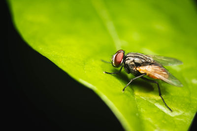 Close-up of fly on leaf