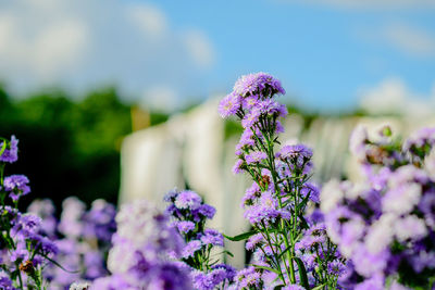 Close-up of purple flowering plants on field