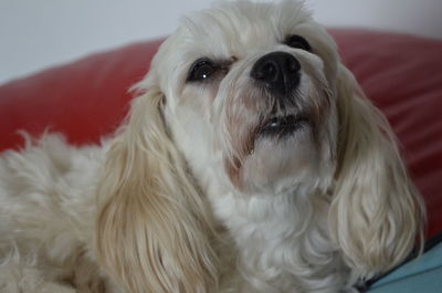 Close-up of dog