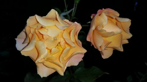 Close-up of yellow rose blooming against black background