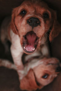 Close-up portrait of dog