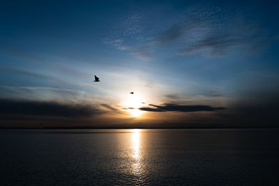 Two sea gulls fly above the puget sound at sunset