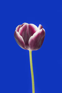 Close-up of hand holding flower against blue background