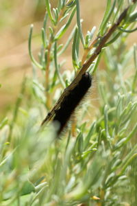 Close-up of insect on grass