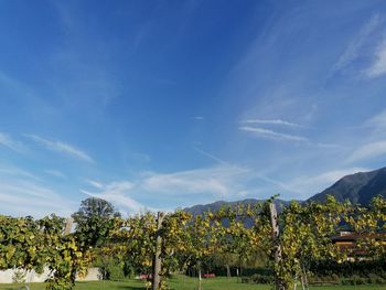 Scenic view of landscape against blue sky