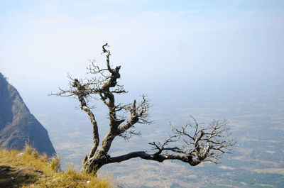 View of bare tree against mountain range