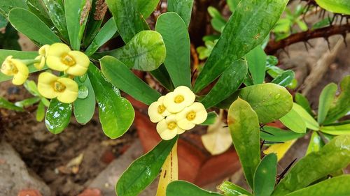 Close-up of yellow flowers growing on plant