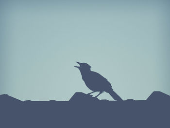 Low angle view of birds perching on wall