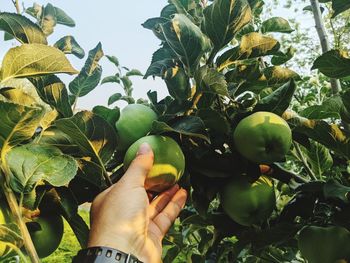 Midsection of person holding fruits growing on tree