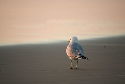 Seagull on a beach at sunset