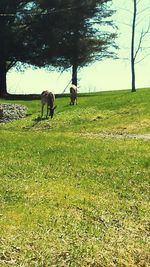 Trees on grassy field