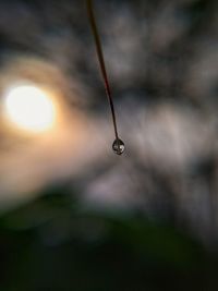 Close-up of water drops on plant against sky