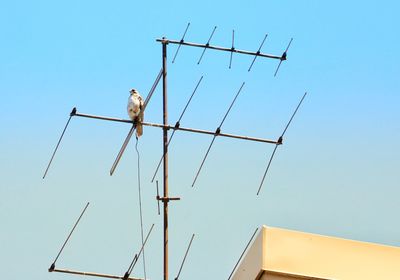Low angle view of bird perching on power line