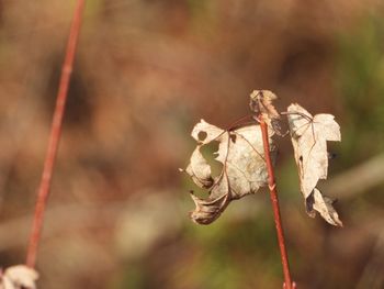 Close-up of wilted rose plant