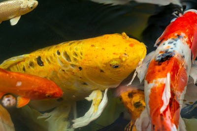 Close-up of koi fish in sea