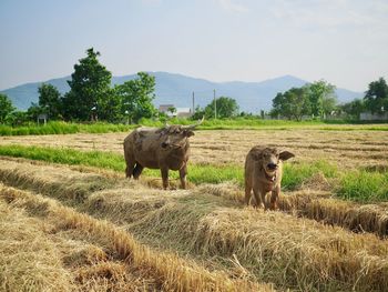 Horses in a field