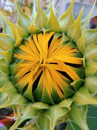 Close-up of yellow flowering plant