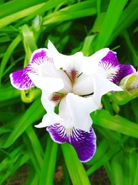 Close-up of purple flowers blooming outdoors