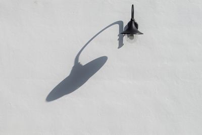 View of fish hanging on wall