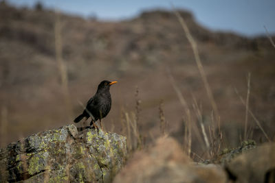 Black bird on rock