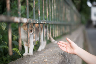 Hand reaching cat