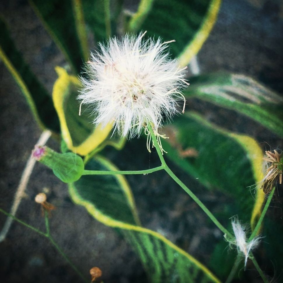 flower, dandelion, fragility, growth, freshness, focus on foreground, flower head, close-up, stem, beauty in nature, nature, plant, wildflower, uncultivated, softness, single flower, dandelion seed, white color, day, outdoors