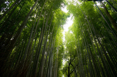 Low angle view of bamboo in forest