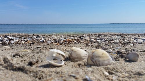 Shells at beach against clear sky on sunny day