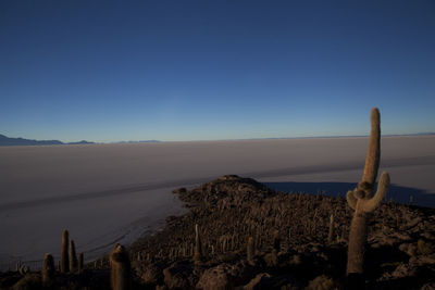 High angle view of cactuses and salt flat at salar de uyuni