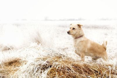 Golden retriever sitting on grass during winter